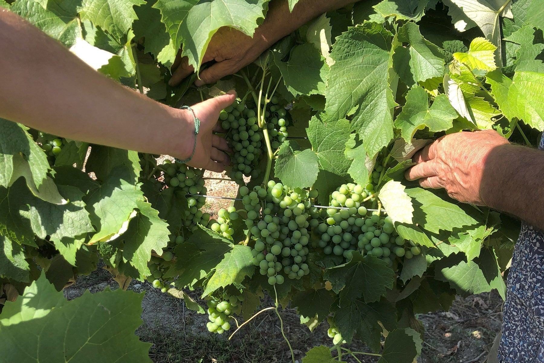 La création d’un millésime d’Armagnac