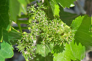 La floraison, promesse du futur millésime d'Armagnac