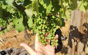 La nouaison : les premières promesses du millésime d'Armagnac