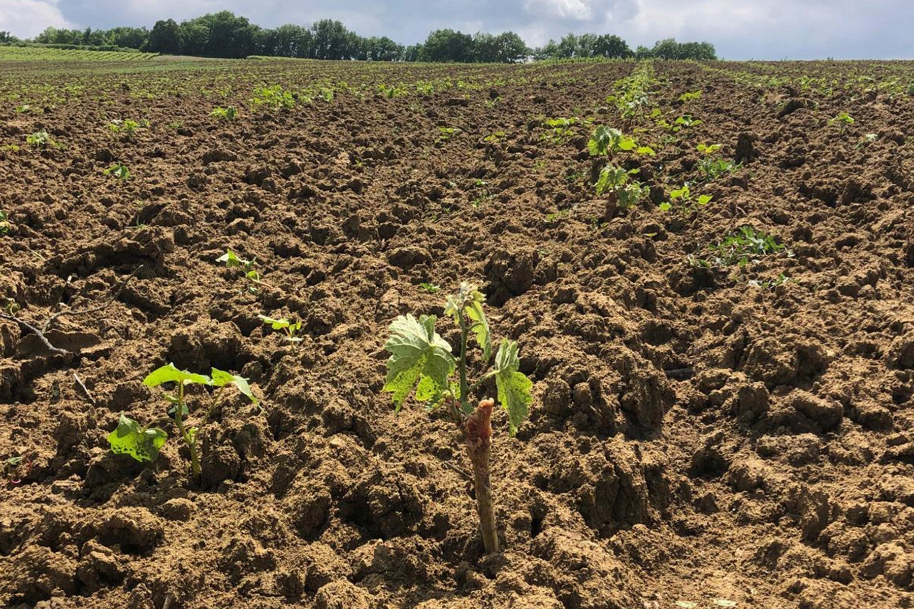 Naissance d'une vigne, futur Armagnac millésimé