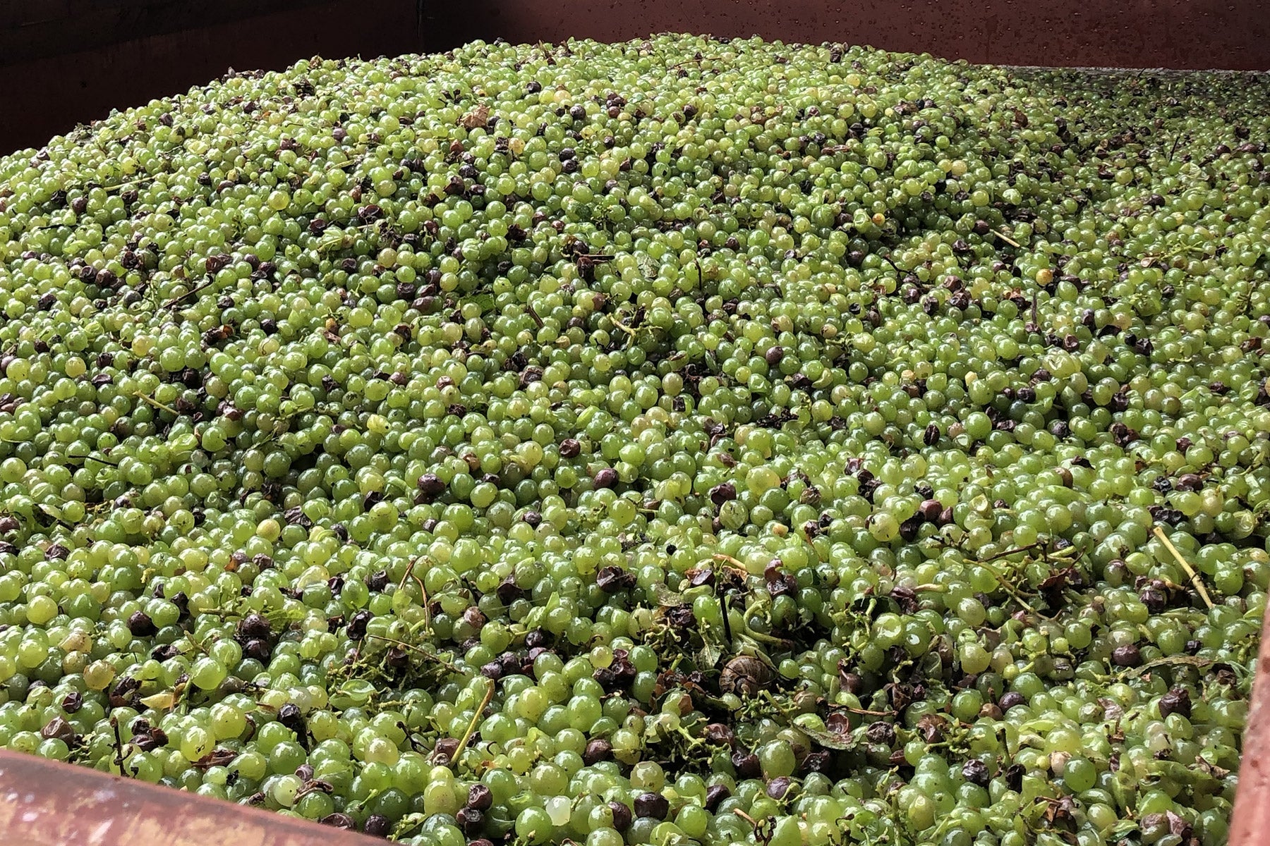 Vendanges 2025 au Château Le Courrejot