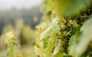 Vendanges 2026, une récolte qui a résisté à la chaleur