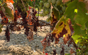 Vigne et sécheresse : comment le vigneron protège ses raisins